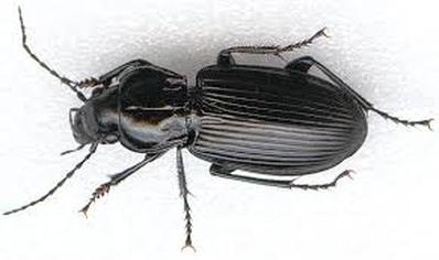 brown beetle with black and white stripes
